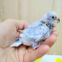 爽やか青空カラーなセキセイインコライラックいますよ〜
