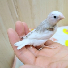 キリッとしてるけど実は甘えん坊ニ〜ニ〜！キンカ鳥来ましたよ〜