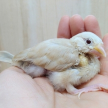 ベージュに赤い目がキレイなシナモン文鳥来ましたよ！