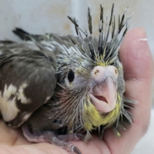 オカメインコノーマルその1