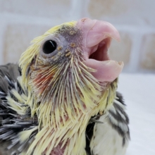 オカメインコパイド