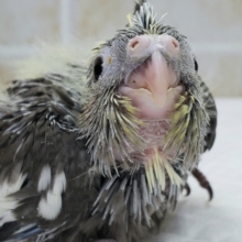 オカメインコノーマルその2