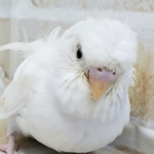 羽衣セキセキインコ
