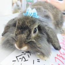 最新画像更新！！もぐもぐ動画あります！もっふもふ！ふわふわのロップイヤー☆