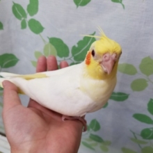 寝ぐせ（？）がチャームポイント、ルチノーオカメインコさん♪