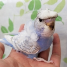 目つきするどめ？！羽衣セキセイさん