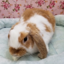 活発！ロップイヤーラビットさん💗