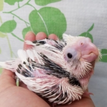 ウブウブ！ホワイトフェイスオカメインコちゃん☆