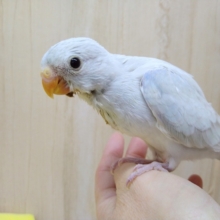 超久々にやって来ました！美声インコ美カラーです!!