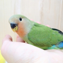 腰の青が鮮やかです！小桜インコヒナ来てます！