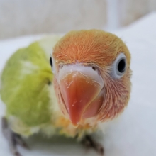 ヤマブキボタンインコ