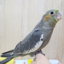 優しいお顔のオカメインコちゃんノーマルカラーいますよ〜