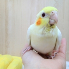ビックな子供！オカメインコルチノーさんいますよ〜