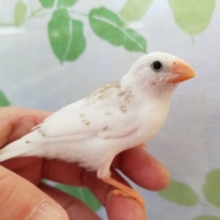 白い手乗りキンカチョウさん♪