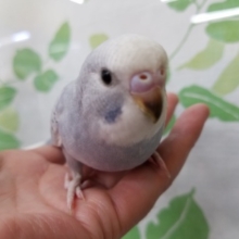 美しい羽色☆ライラックセキセイインコさん☆