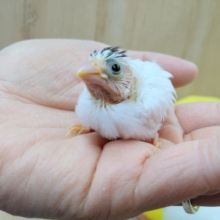 わっしょい！十姉妹ヒナ祭り！3兄弟の頭だけこげ茶〜