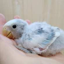 極美！小桜インコヒナ来ました！