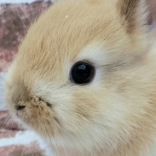 大人気ドワーフラビット