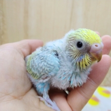 大人気！パステルカラーのセキセイインコヒナ来ました！