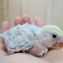 ミルクティーみたいなカラーの小桜インコヒナ来ました〜