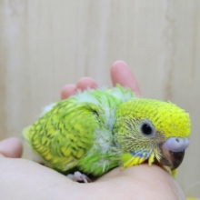 新緑カラーのセキセイインコヒナ来ました!