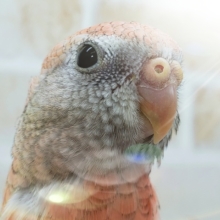 魅惑のローズアキクサインコ