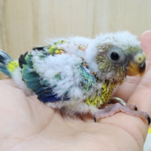 お歌も上手!?美声インコヒナ来ました！