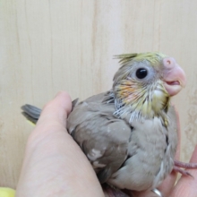 ミルクティーカラーのオカメインコヒナ来ました!