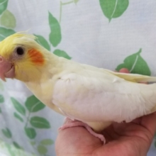 困り顔にみえる？！人気のルチノーオカメちゃん♪