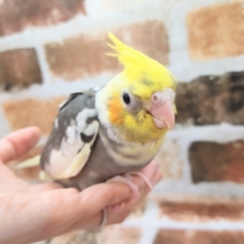 オカメインコのパイドさん入荷しています♪