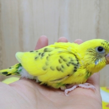 当店では久しぶりです！黄色ハルクインセキセイインコヒナ〜