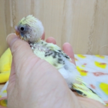 大人気カラーのセキセイインコ4色ハルクインヒナ来ました!