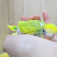 今度は若竹カラーのセキセイインコヒナが来ました!
