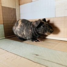 なでなでOK!! スキニーギニアピッグちゃん♡