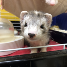 クマドリが可愛い　お手てが白いフェレットさんです　４／２６投稿