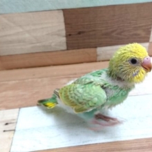 新緑カラーですね☆　セキセイインコ　パステルレインボー