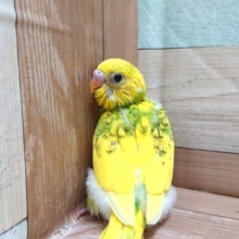 菜の花っぽい？？ セキセイインコ スパングルパイドーー