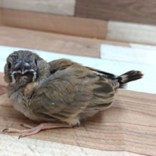 甘えるサインは、ていていてい♪ キンカチョウ ヒナでｺﾞｻﾞｲﾏｽ