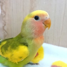 最新動画あり！安定の個性！コザクラインコ、タイガーチェリーになります〜〜