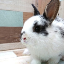 なでなで大好きな白黒の可愛いウサギさん☆ ミニウサギ、いますよっ