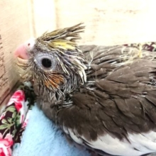 ツンツンあたま、オカメインコのヒナでｺﾞｻﾞｲﾏｽ　ノーマルカラー☆