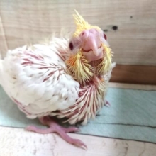 きたよーー来たんだよ～オカメインコ　ルチノー