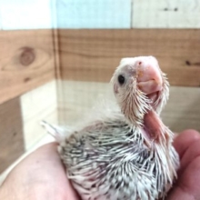 色白顔のオカメインコ　ホワイトフェイスパールパイドーー