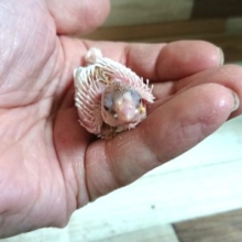 ブドウ目がｽﾃｷです！！ジュウシマツのヒナです！