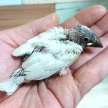 落ち着きあるシルバー文鳥～～来ましたよっ