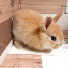 牧草大好き☆久しぶりのミニウサギでｺﾞｻﾞｲﾏｽ