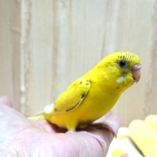 可愛い手乗りセキセイインコさんいますよ〜
