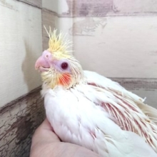 ムチムチの体。。オレンジほっぺの　オカメイインコ～ルチノーです　2021　4月9日