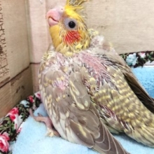 シナモンパールパイドのオカメインコ！　2021　4月9日