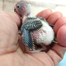 どんな色になるのでしょう？？　セキセイインコ　2021　4月9日